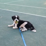 Entry image for Finn