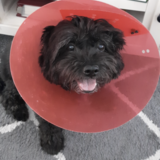 Entry image for Pepper