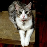 Entry image for Slinky