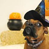 Entry image for Gigi