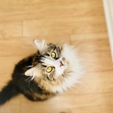 Entry image for Trixie