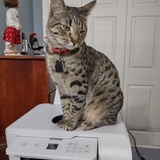 Entry image for Dolly