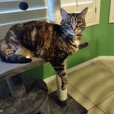 Entry image for Molly