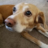 Entry image for Sophie