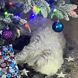 Entry image for Coconut