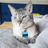 Entry image for Maahes