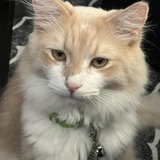 Entry image for Odin 