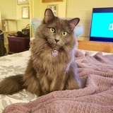 Entry image for Olivia