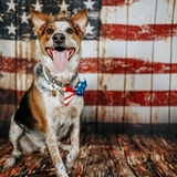 Entry image for Dexter