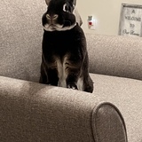 Entry image for Charlie 