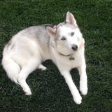 Entry image for Aria 