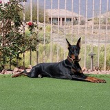 Entry image for Nova