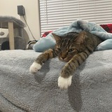 Entry image for Crosby