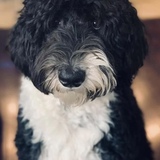 Entry image for Phoebe