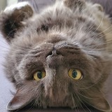 Entry image for Grant Mercer