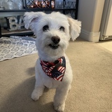 Entry image for Cricket