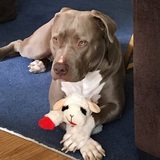 Entry image for Luna