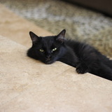 Entry image for Ray the Chooch Charles