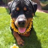 Entry image for Luna