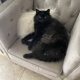 Entry image for Lindo 