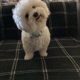 Entry image for Winston Churchill