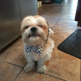 Entry image for Raider