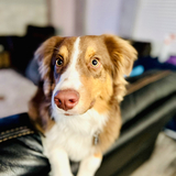 Entry image for Murphy 