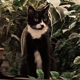 Entry image for Who-Dat