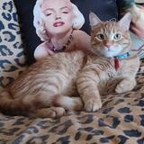 Entry image for Cheese