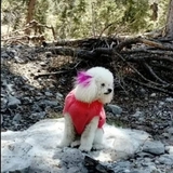 Entry image for Sofia Gornet