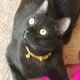 Entry image for Mr. Spaghetti