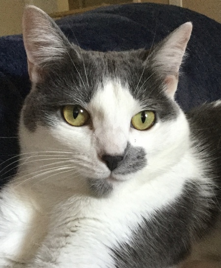 Entry image for Coco. Clicking this image will show a larger photo