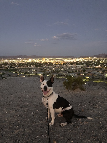 Entry image for Bodie. Clicking this image will show a larger photo