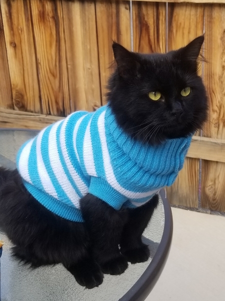 Entry image for Lily. Clicking this image will show a larger photo