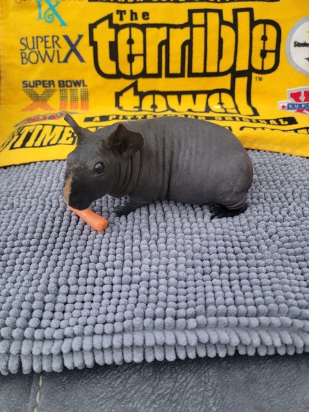 Entry image for Stella. Clicking this image will show a larger photo