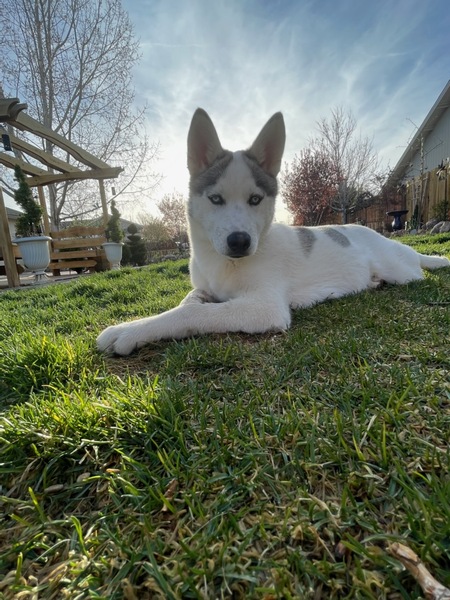 Entry image for Athena. Clicking this image will show a larger photo