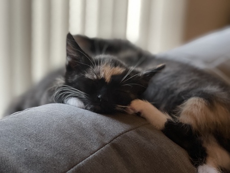 Entry image for Loki . Clicking this image will show a larger photo