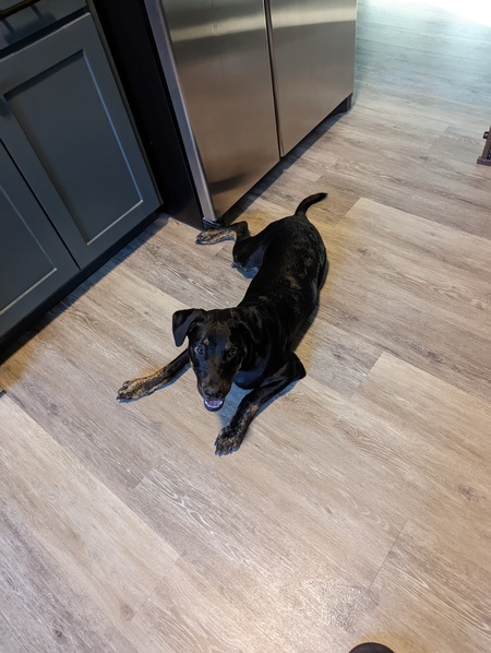 Entry image for Apollo . Clicking this image will show a larger photo