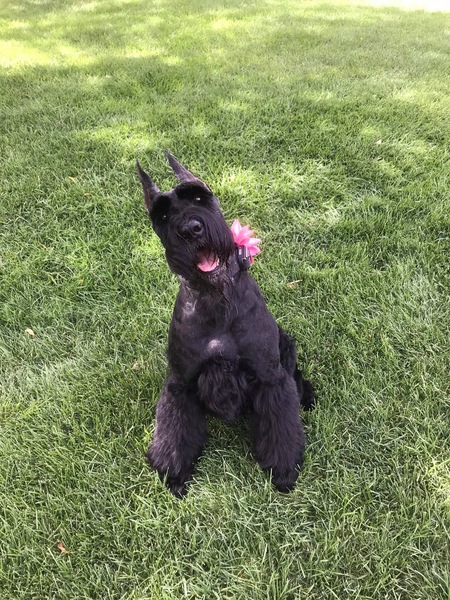 Entry image for Zena. Clicking this image will show a larger photo