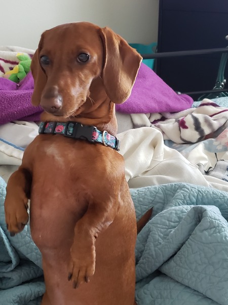 Entry image for Ginger. Clicking this image will show a larger photo