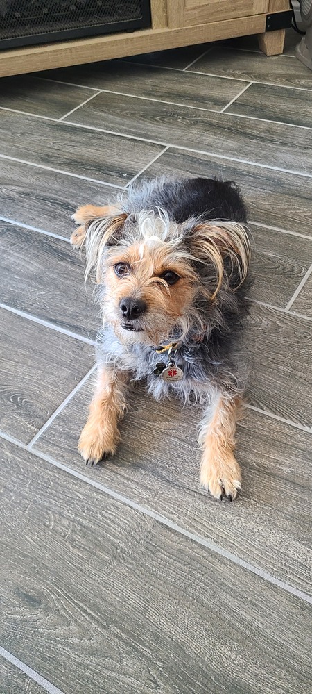 Entry image for Chewbacca. Clicking this image will show a larger photo