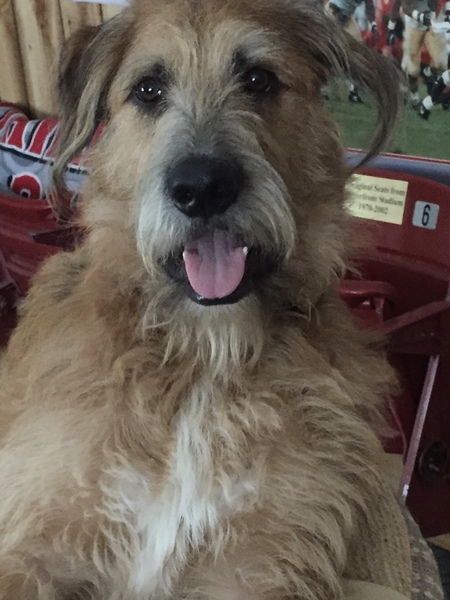 Entry image for Bear. Clicking this image will show a larger photo