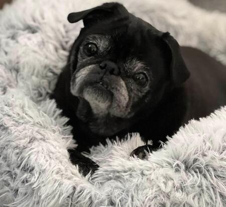 Entry image for Willow. Clicking this image will show a larger photo