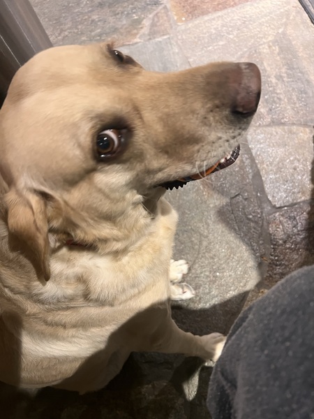 Entry image for Jax. Clicking this image will show a larger photo