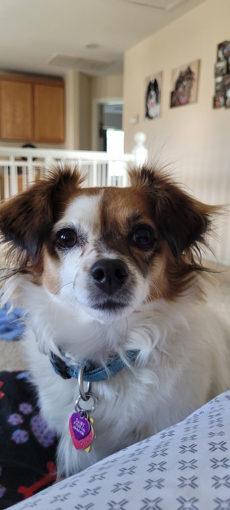 Entry image for Daisy. Clicking this image will show a larger photo