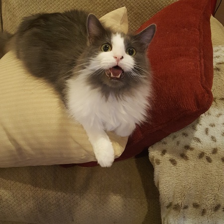 Entry image for Wookiee. Clicking this image will show a larger photo