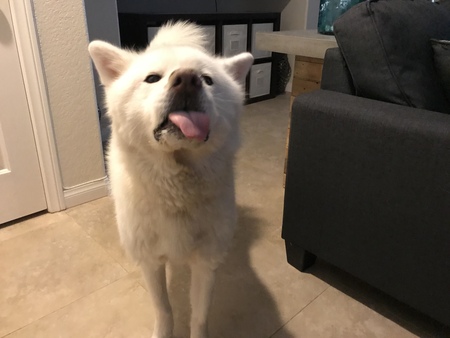 Entry image for Moses . Clicking this image will show a larger photo