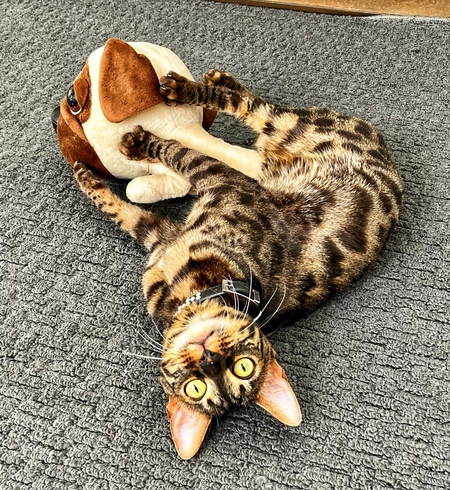 Entry image for Imani Cleopatra Brown. Clicking this image will show a larger photo