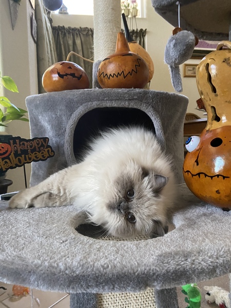 Entry image for Shumai . Clicking this image will show a larger photo