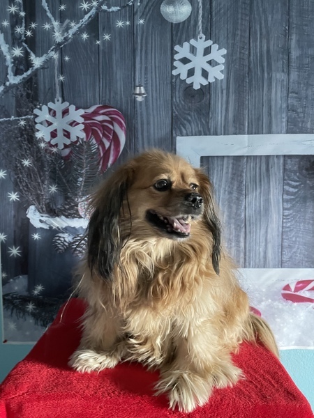 Entry image for Zoey. Clicking this image will show a larger photo